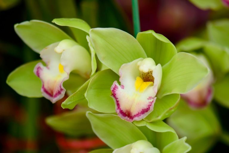 Orquídea verde