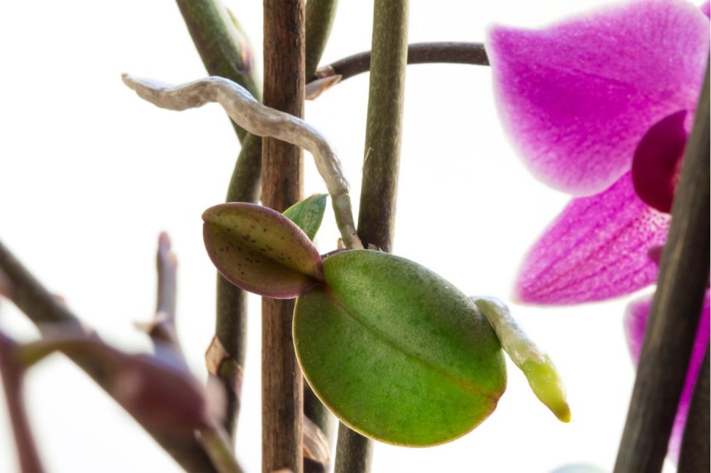 Reproducir orquideas