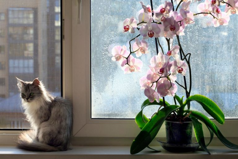 orquídeas y gatos